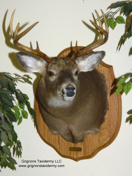 deer head by grignons taxidermy studio